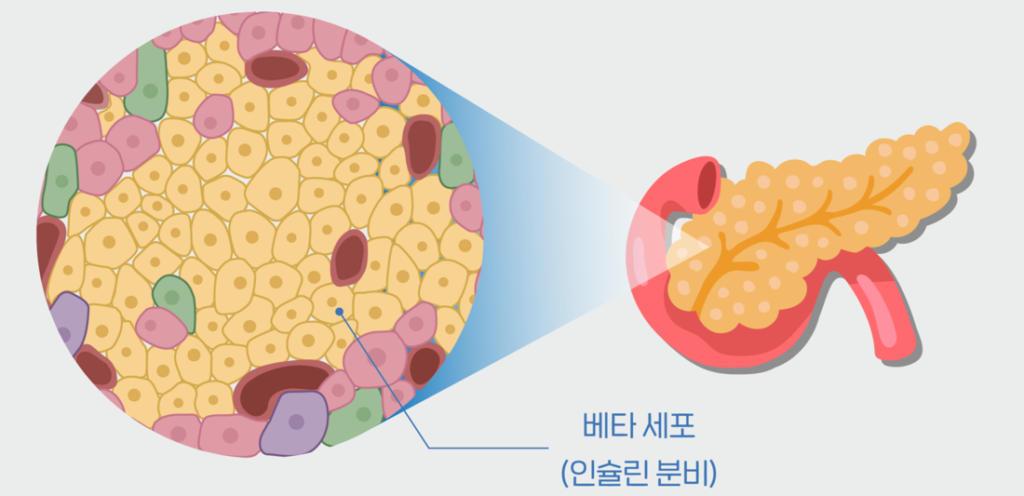 췌장 베타세포와 인슐린 분비 설명 이미지